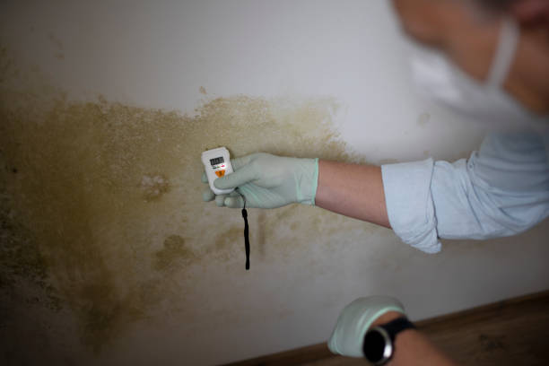 Professional Mold Remediation in Navajo, NM