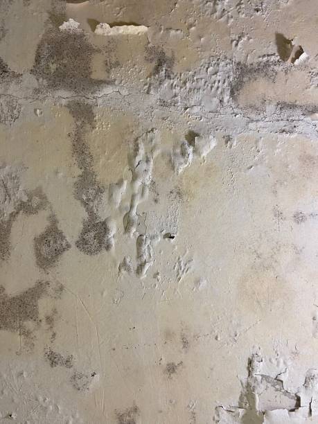 Best Industrial Mold Remediation in Navajo, NM