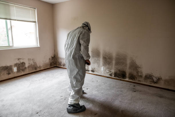 Best HVAC Mold Remediation in Navajo, NM
